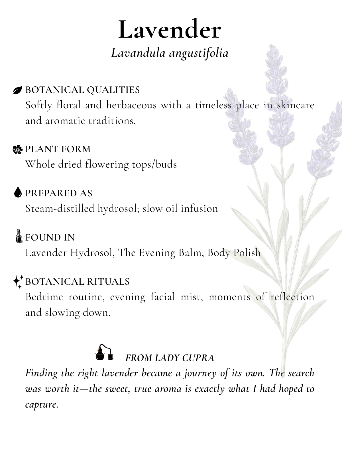 lavender botanical index card.png