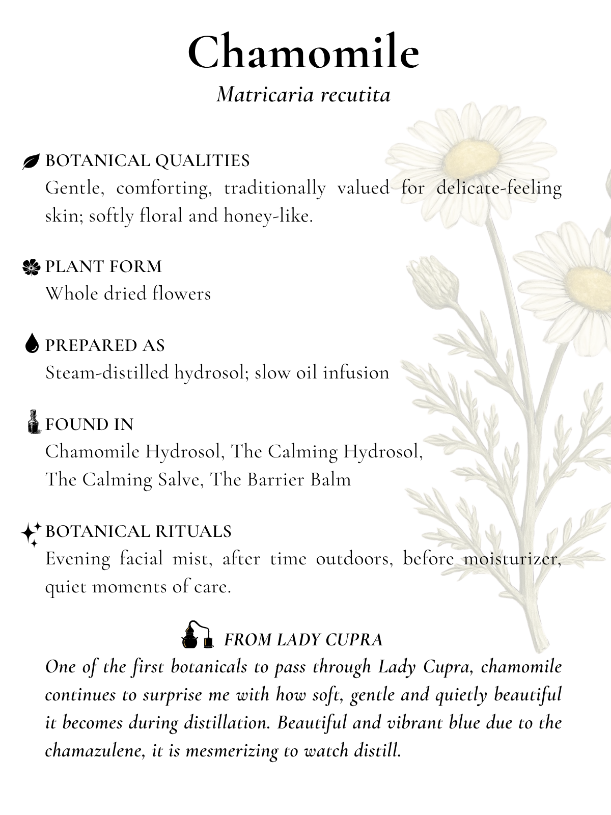 chamomile.png