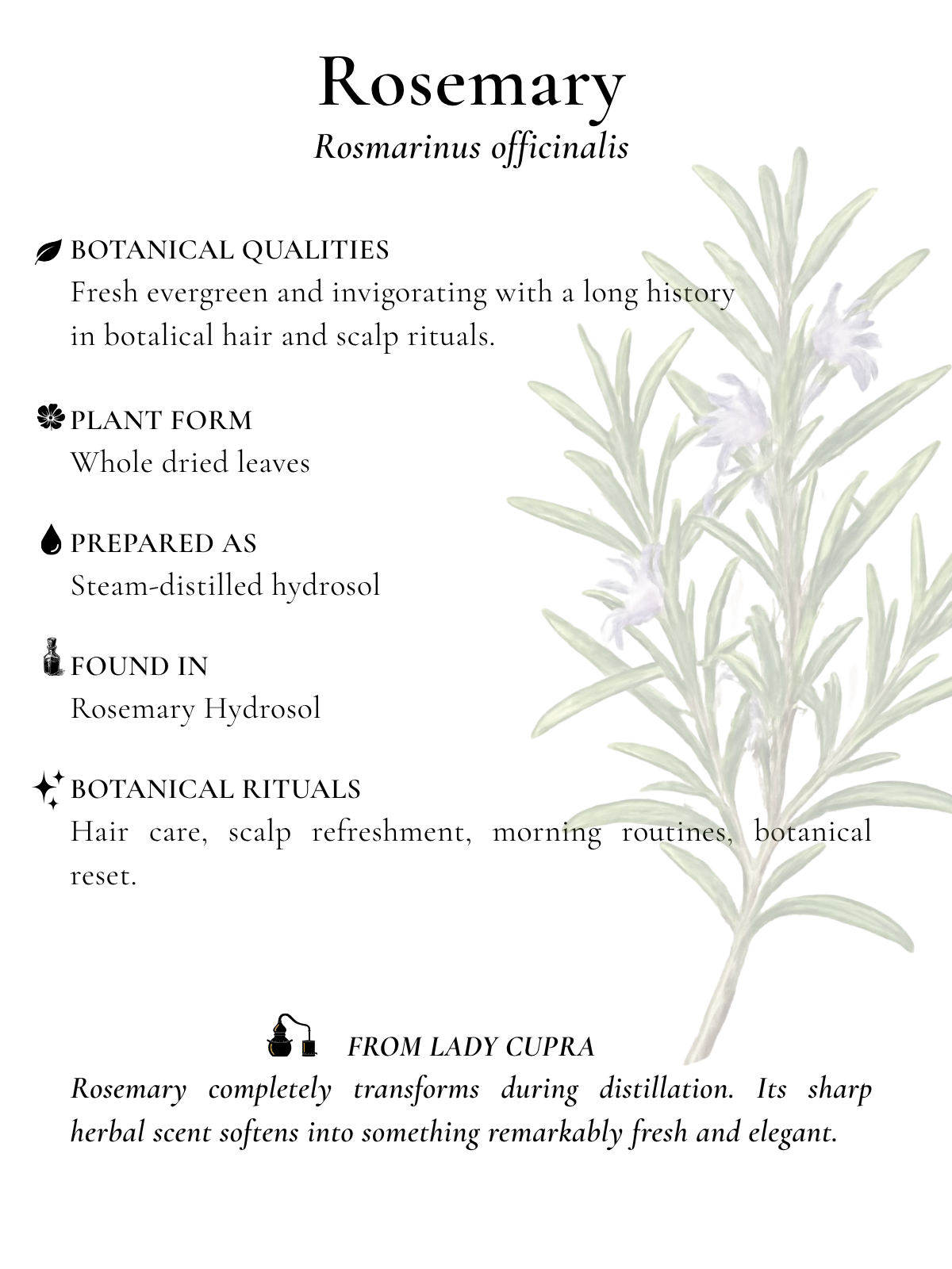 rosemary.png