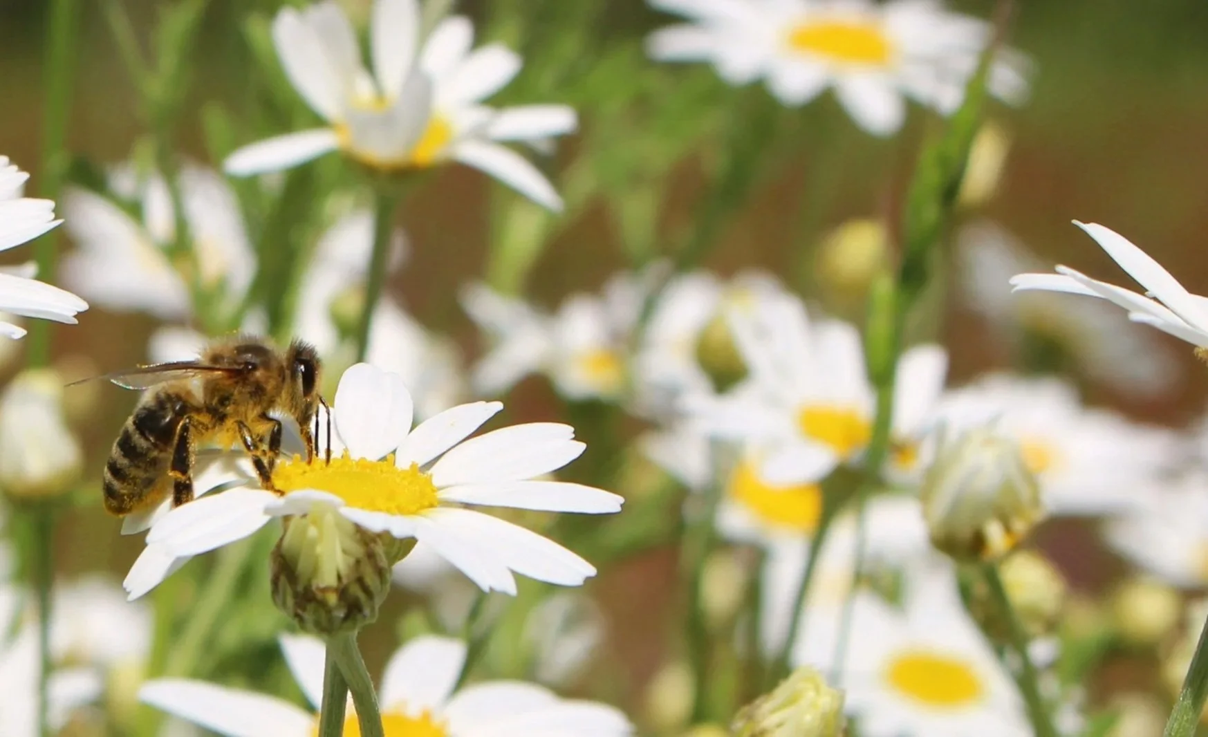 A bee collecting nectar from a white daisy flower with a yellow center, surrounded by other daisies in a garden or meadow.