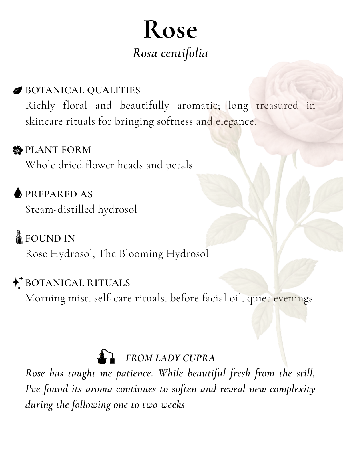 Rose botanical index card.png