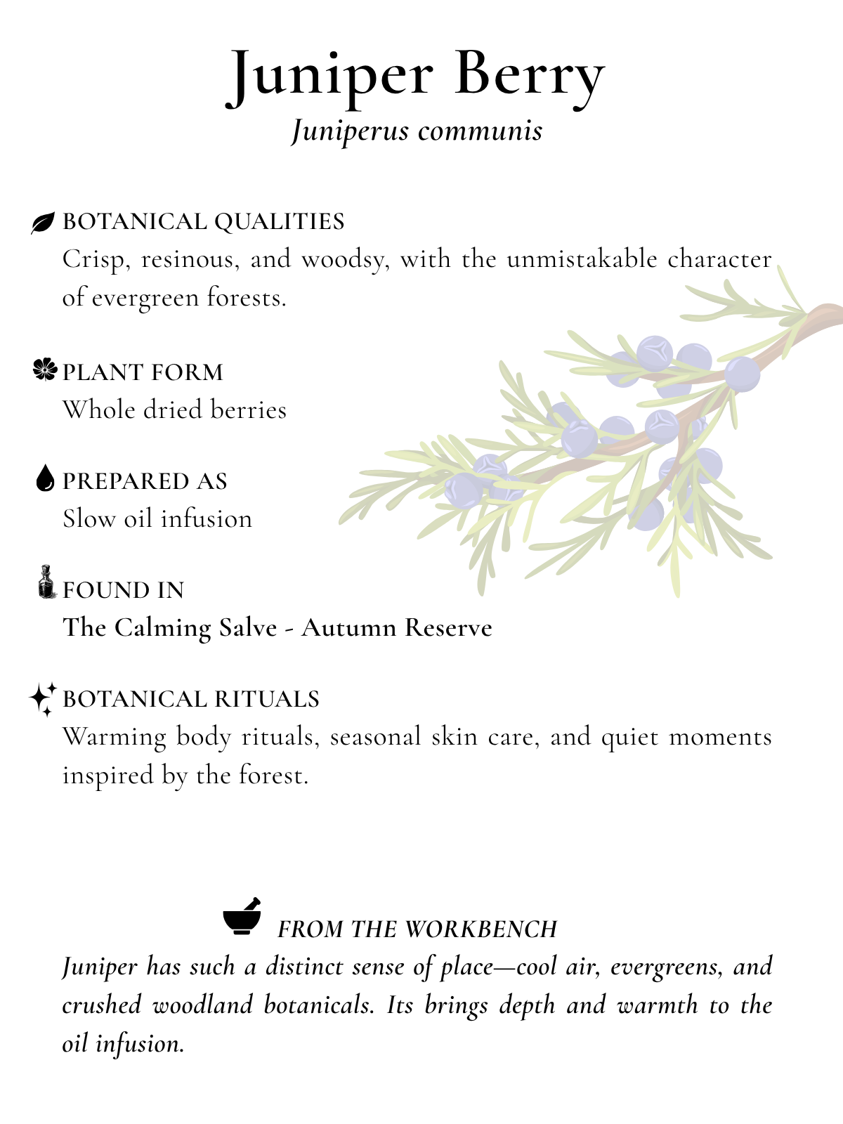 juniper berry botanical index card.png