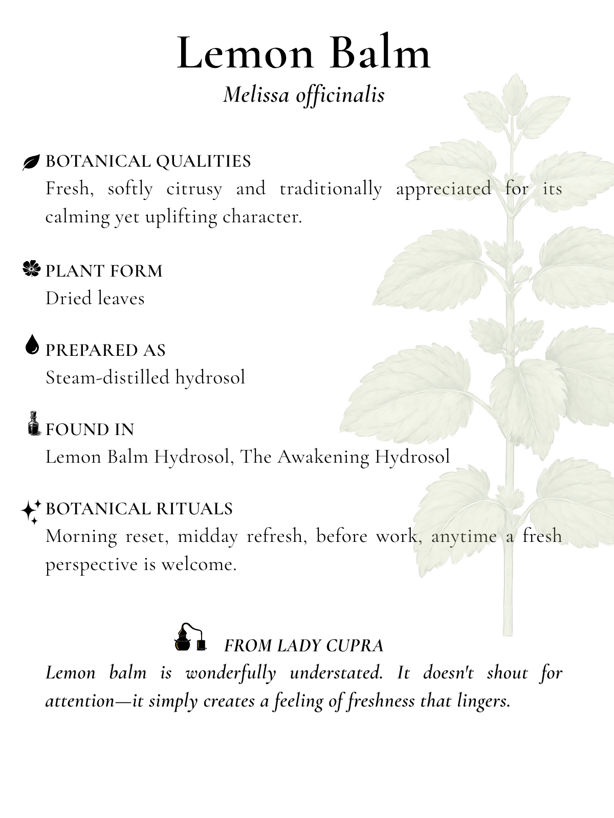 lemon balm.png