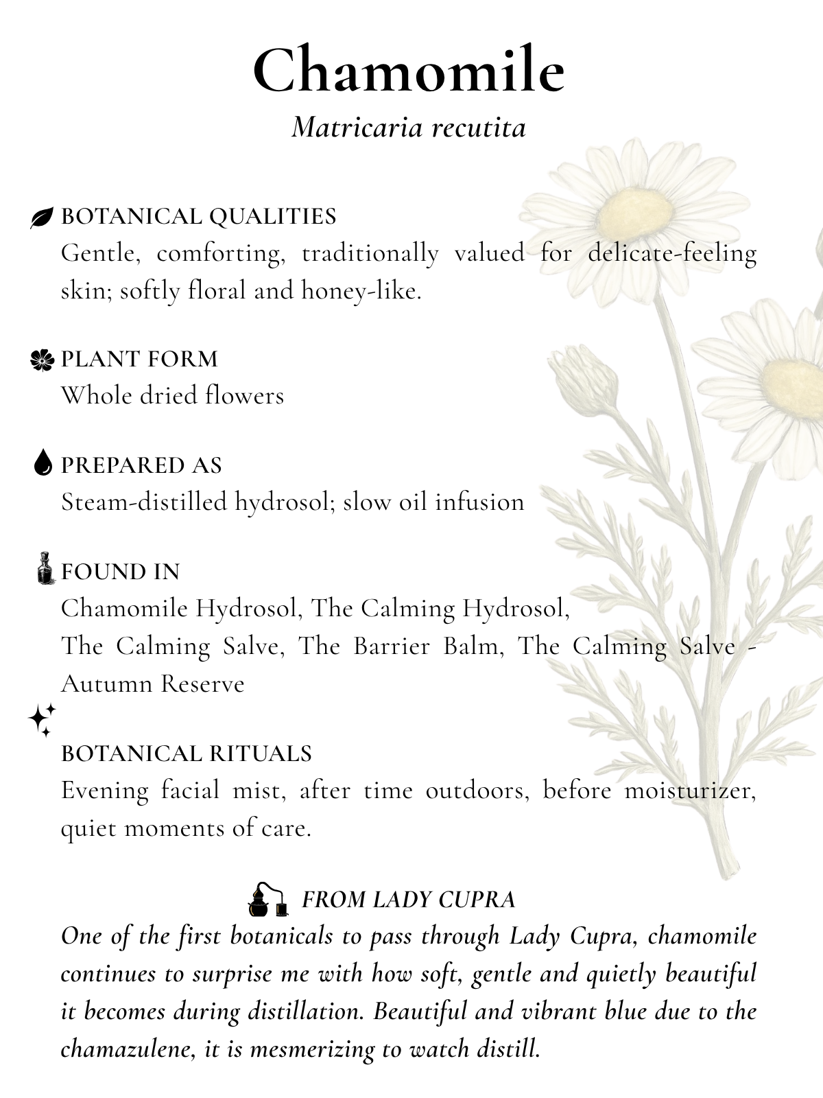 chamomile botanical index card.png