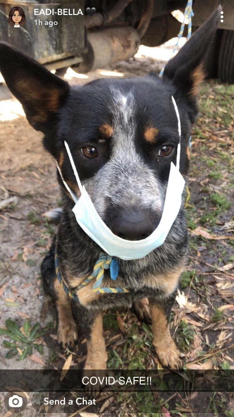 A dog wearing a face mask sitting on the grass outdoors.
