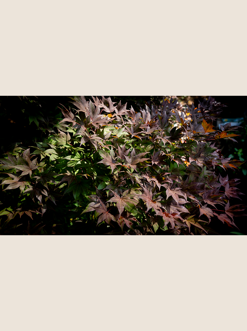 Red Japanese Maple.psd.png