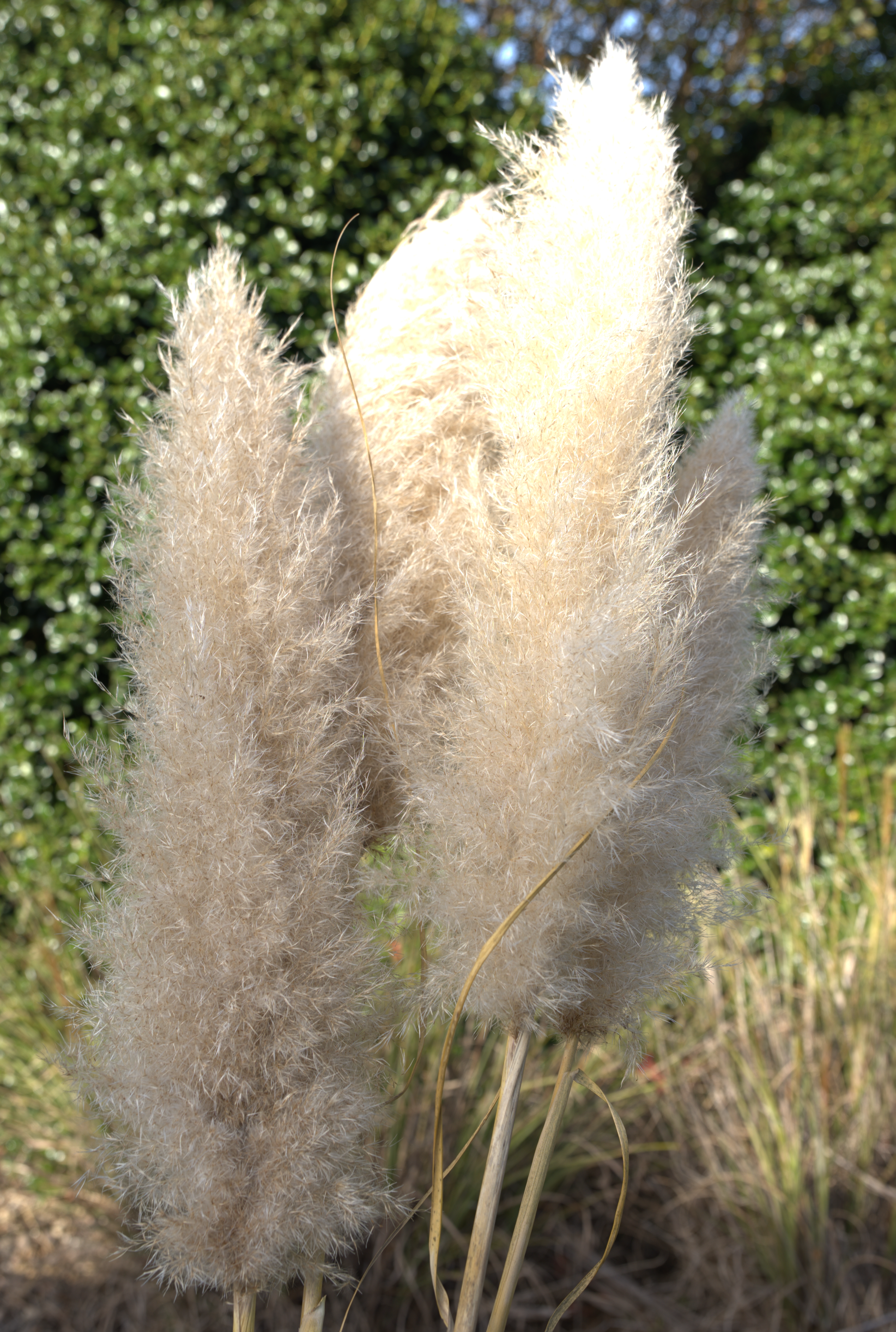 Cortaderia selloana (Pampas Grass)