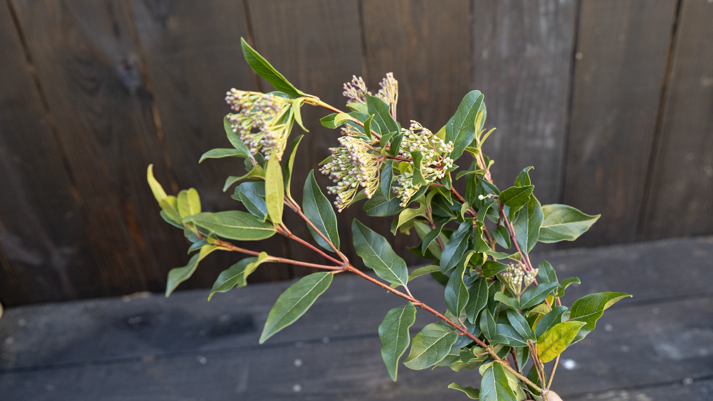 Laurustinus (Viburnum)