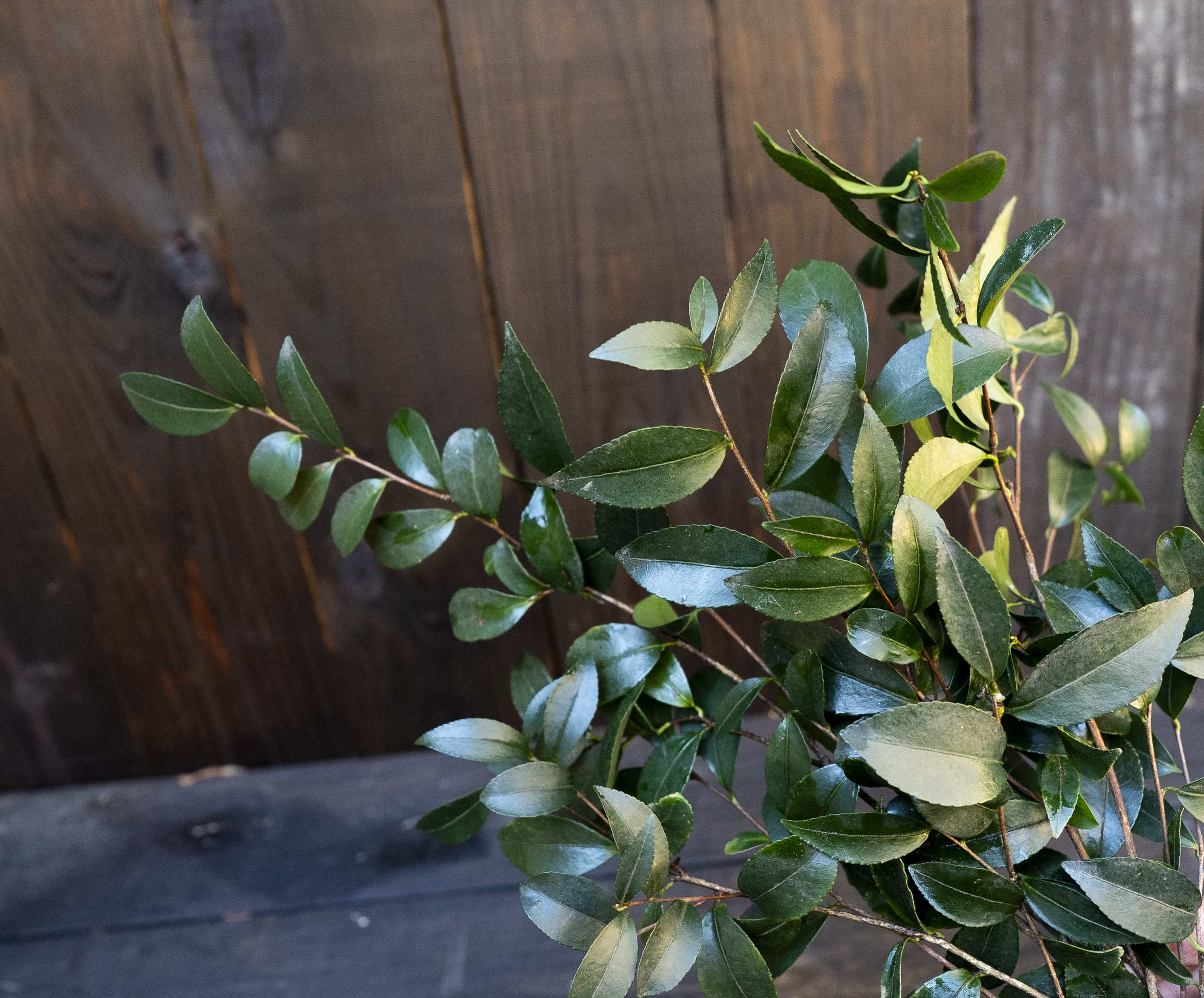 Camellia japonica