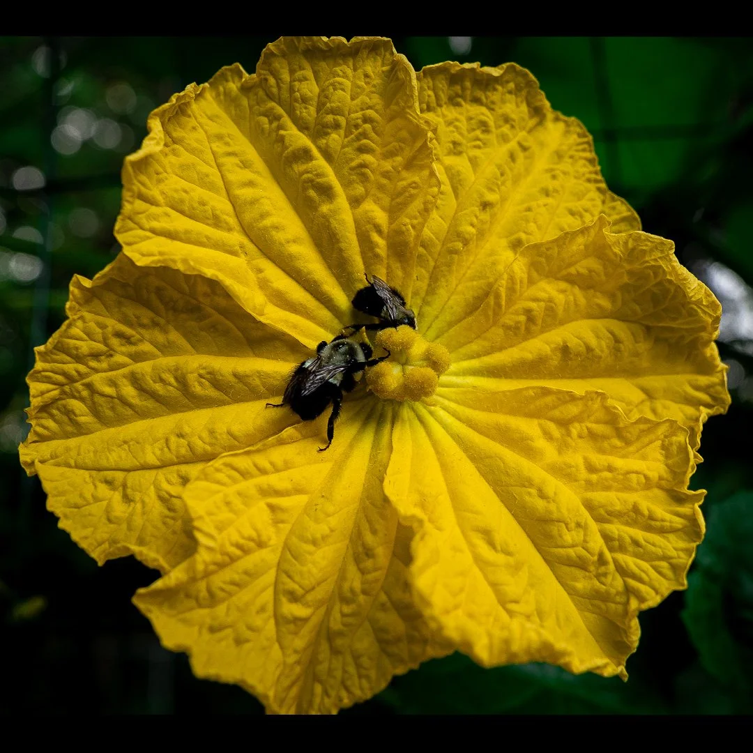Luffa Flower_1.jpg