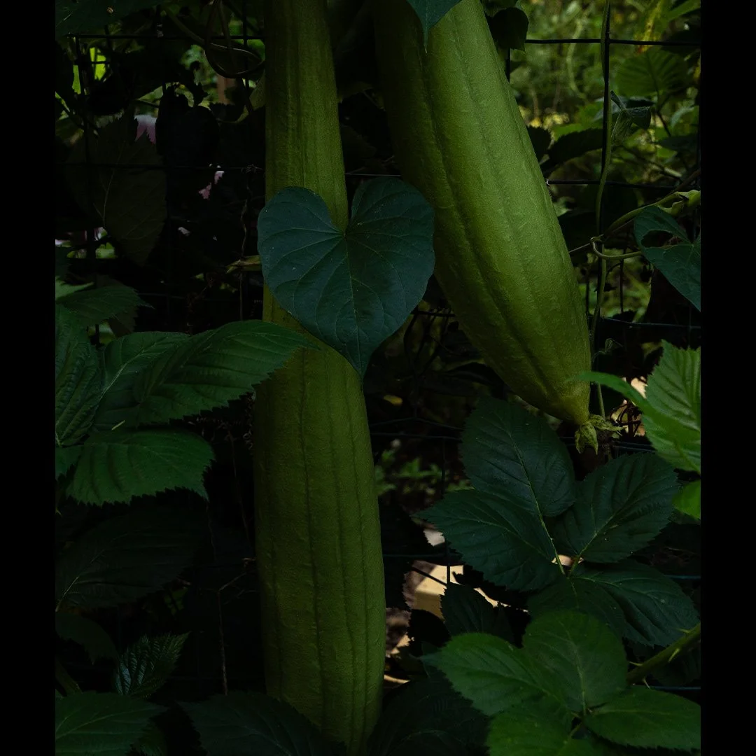 Luffa Gourds