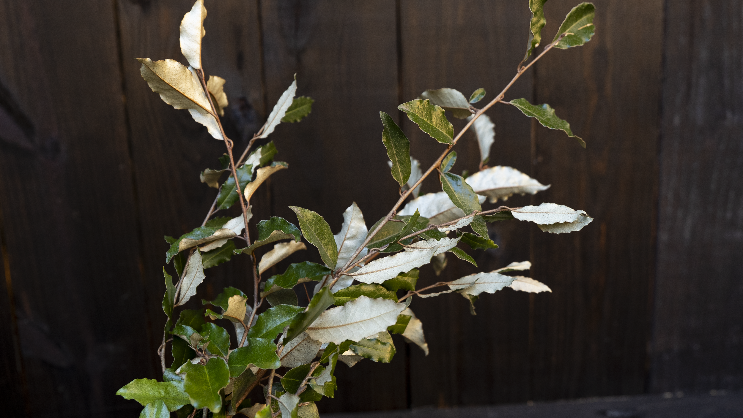 Eleagnus Bunches