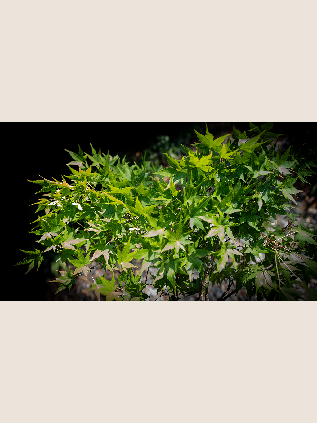 Japanese Maple.psd.png