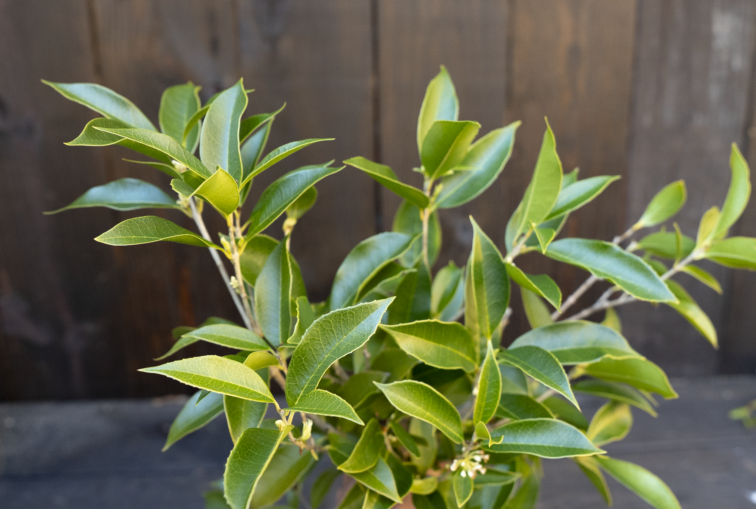 Osmanthus Fragrans (Tea olive)