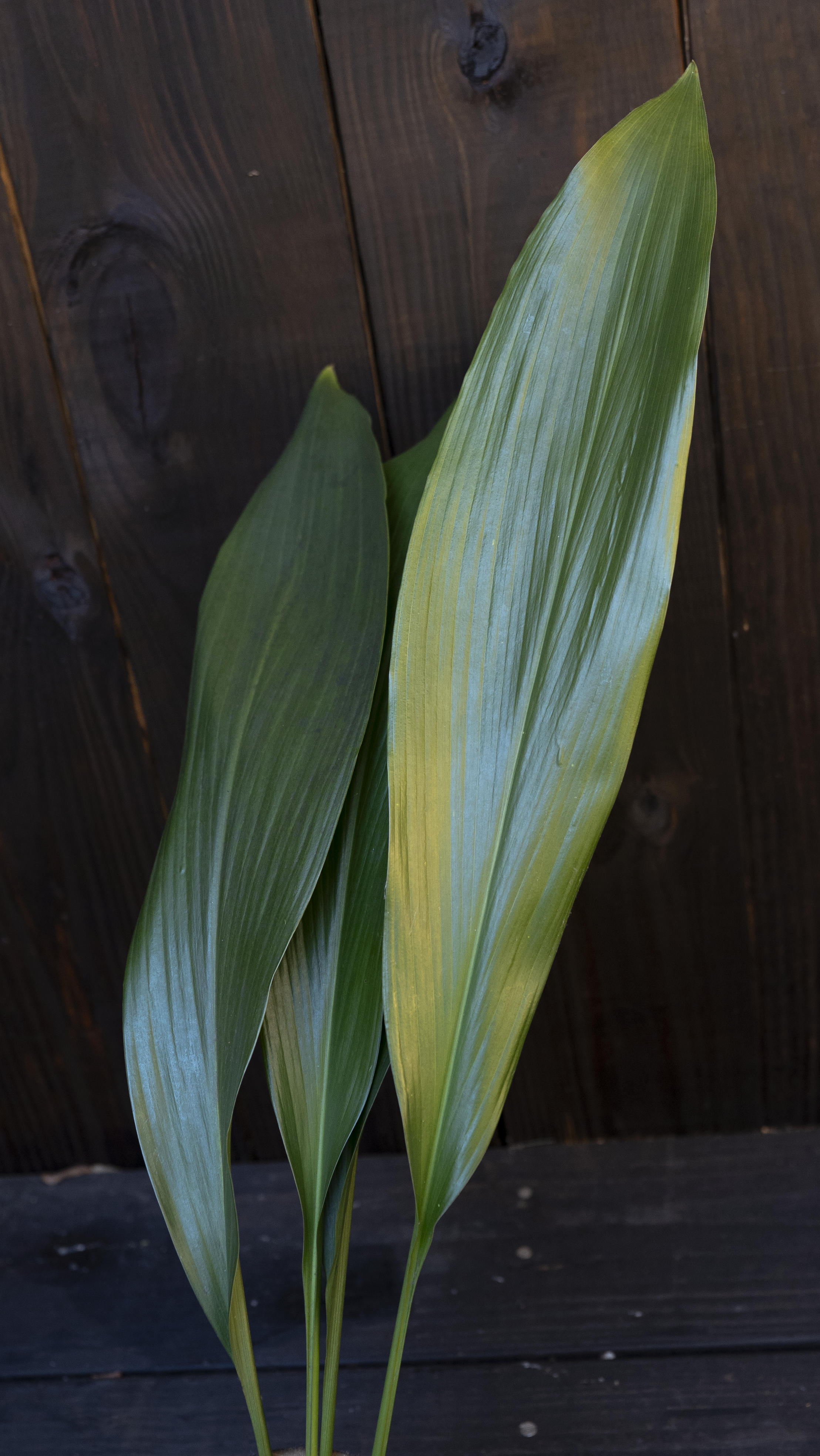 Aspidistra Leaf