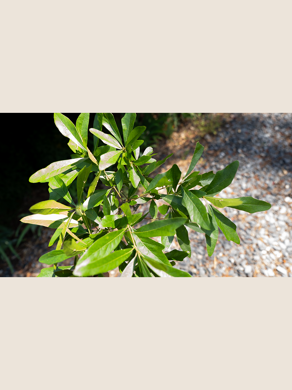 Water oak.psd.png