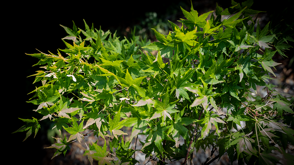 Acer palmatum (Japanese maple - Green Leaf)