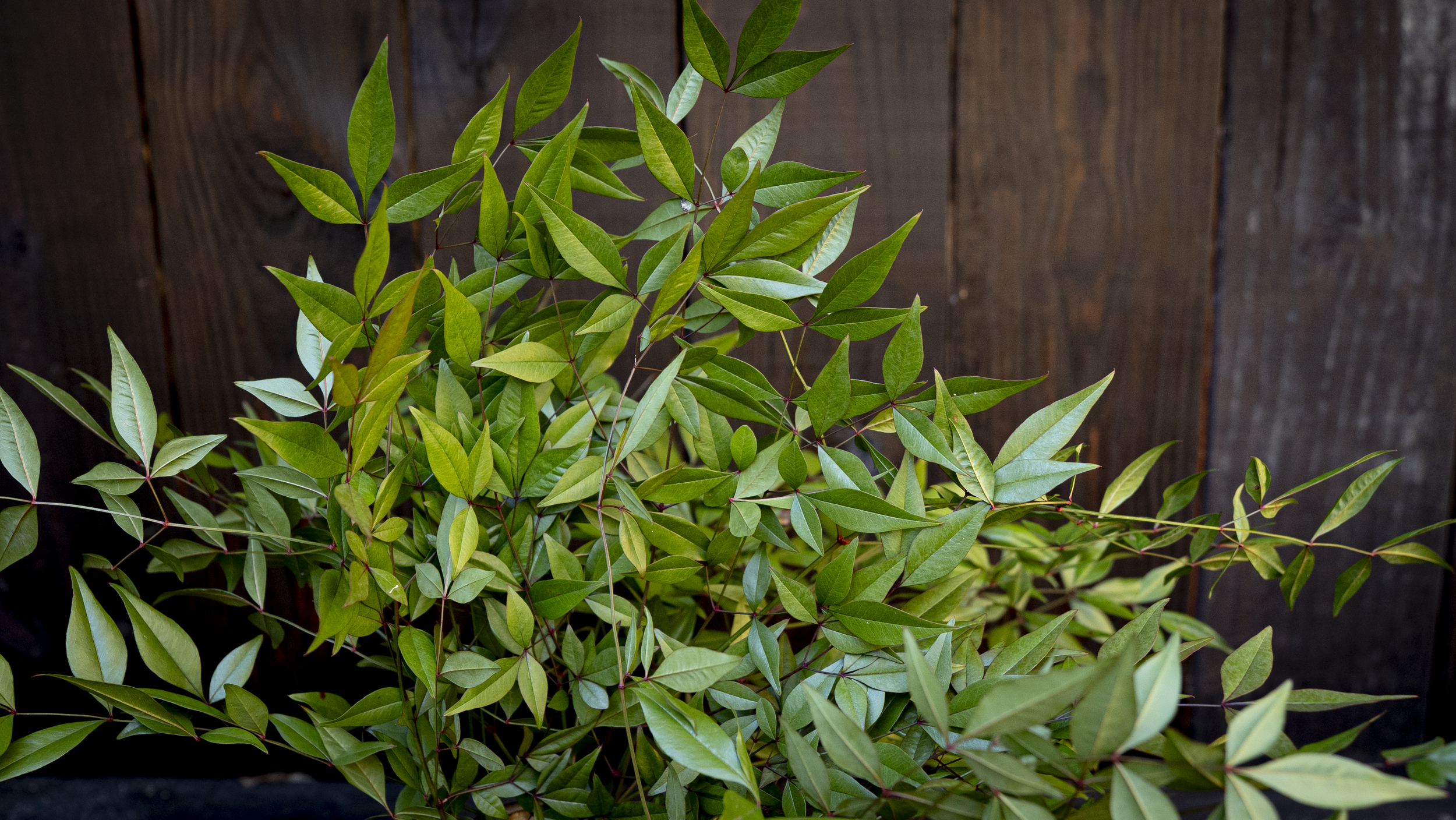 Nandina domestica