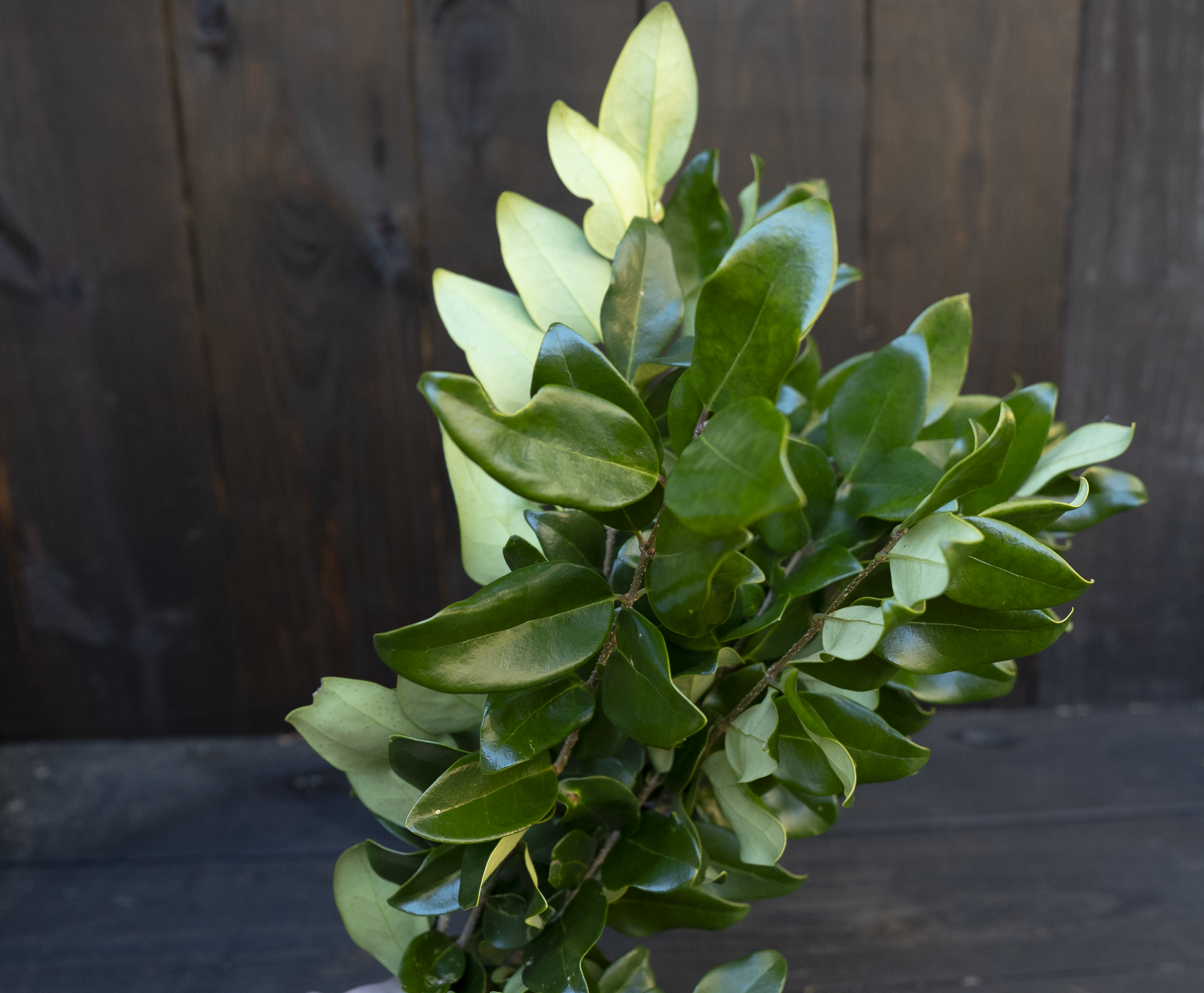 Ligustrum japonicum.PNG