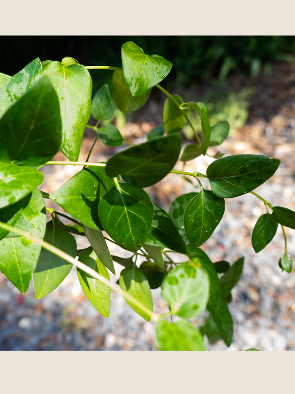 vinca major.psd (1).png
