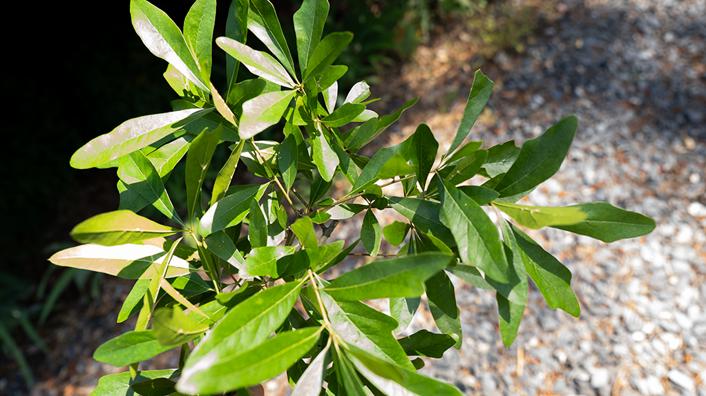 Quercus nigra (Water Oak)