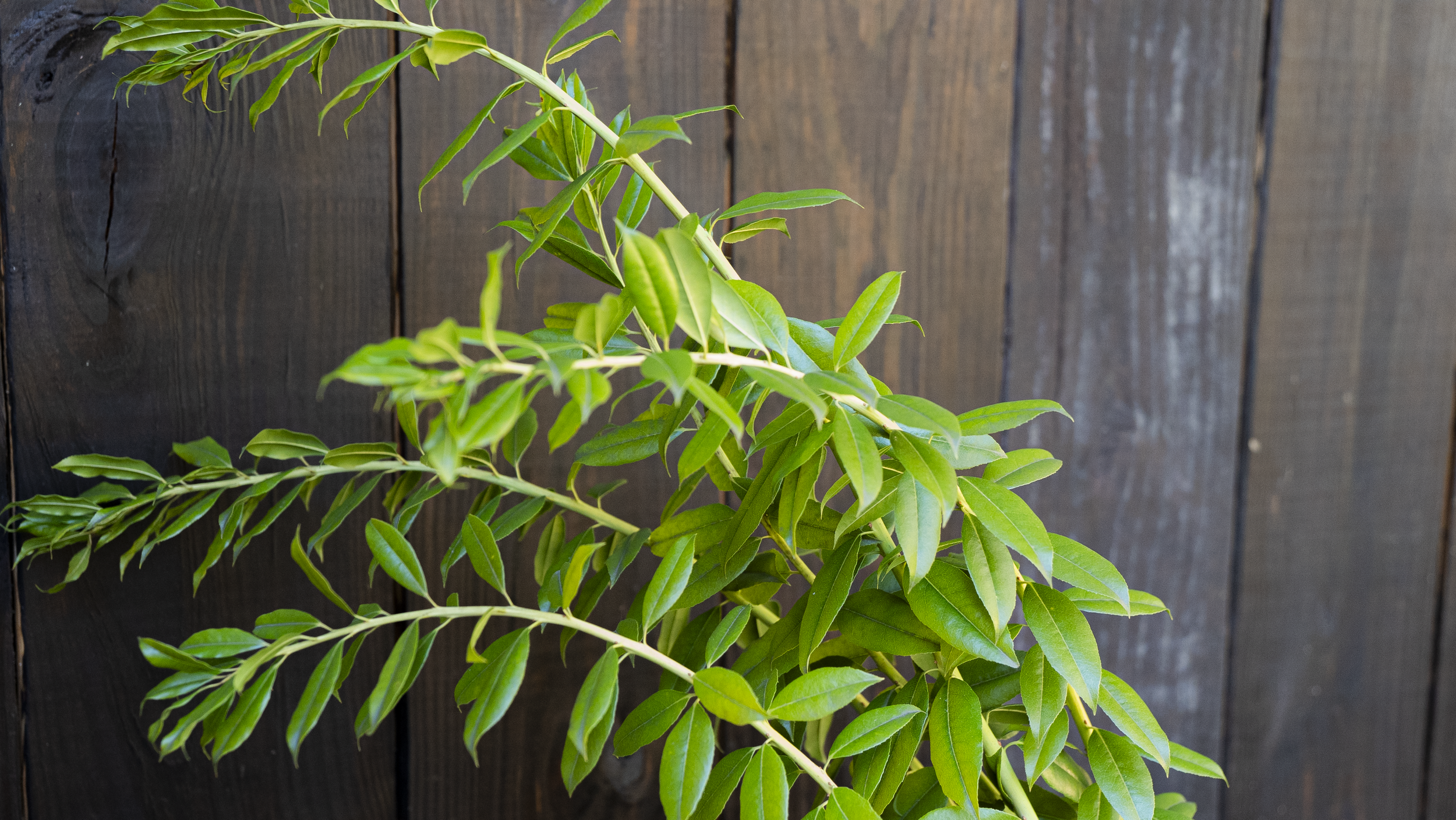 Leucothoe fontanesiana (Mountain Doghobble)