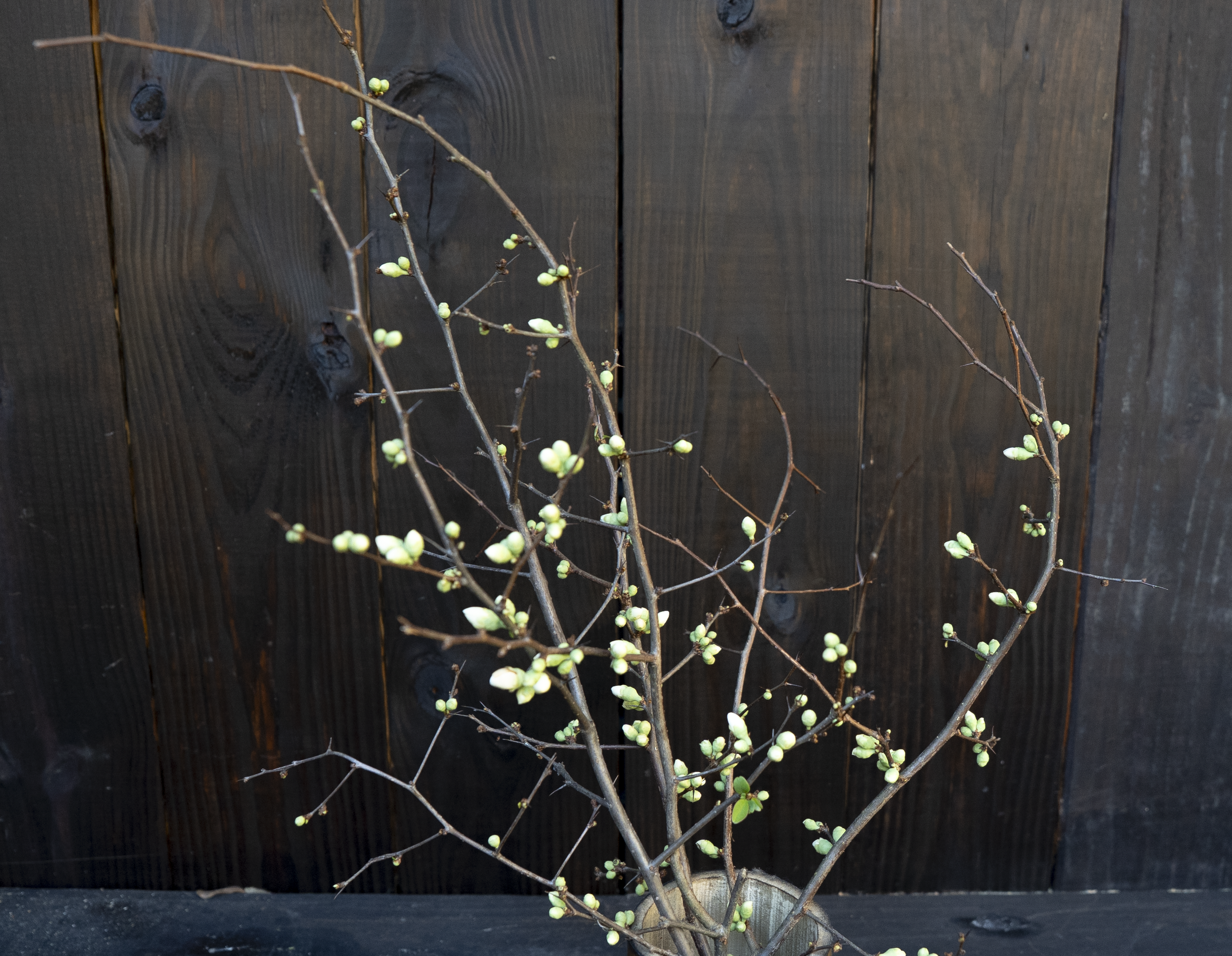 Flowering quince