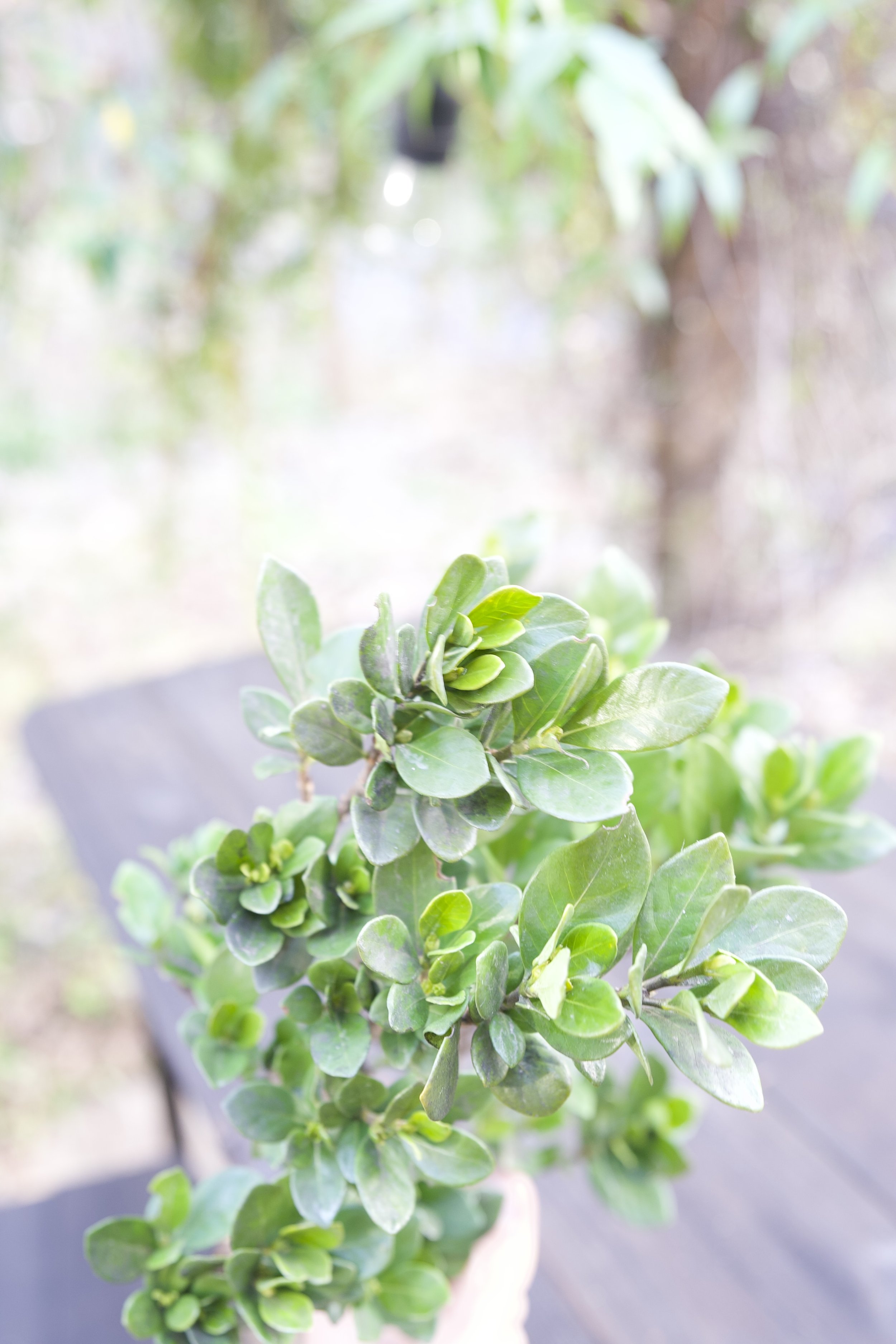 Hardy Gardenia