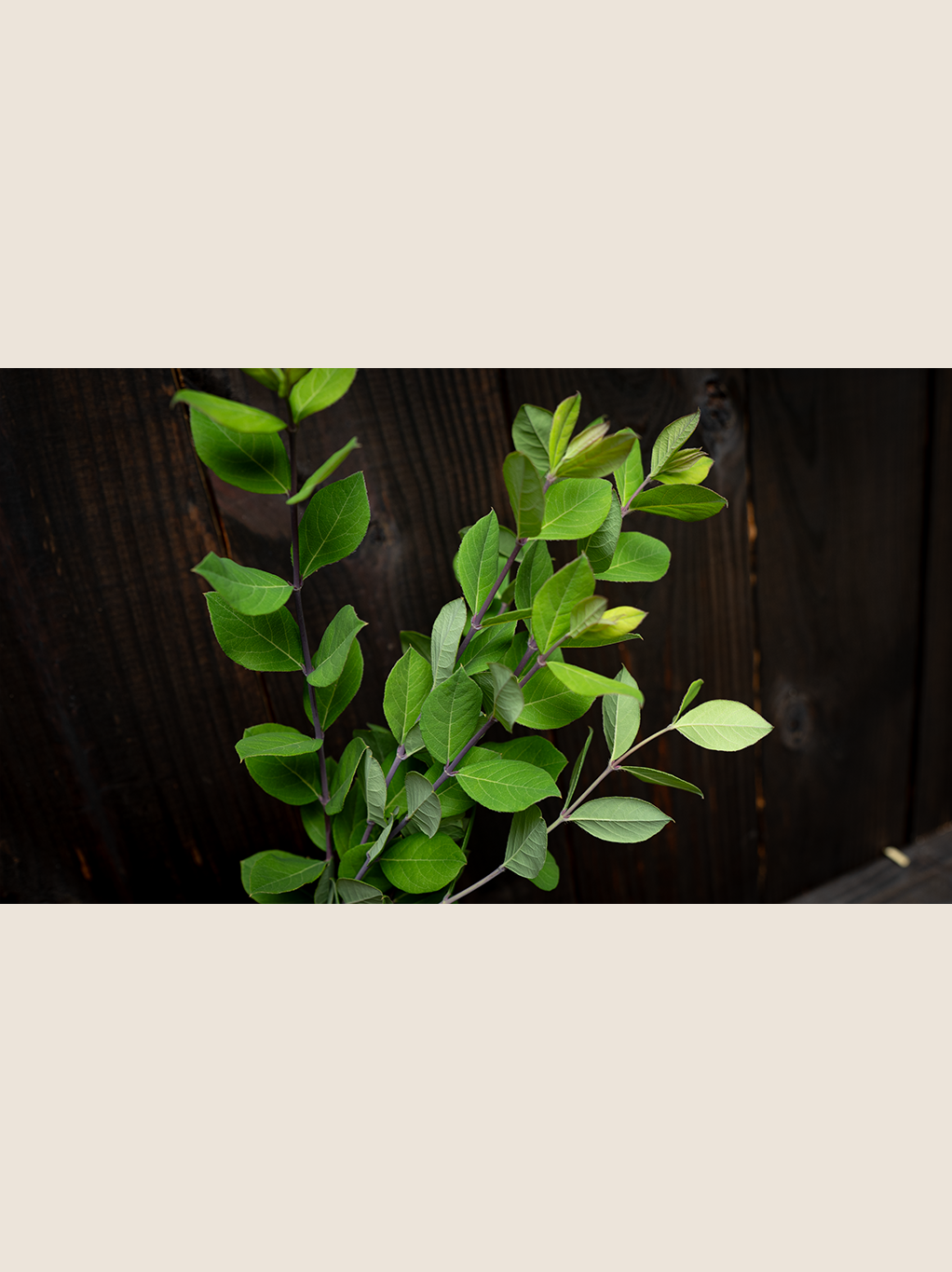 Lonicera Fragrantissima.psd.png
