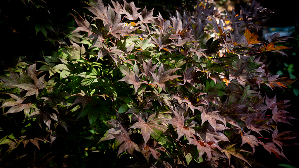 Acer Palmatum (Japanese Maple - Dark Red Leaf)