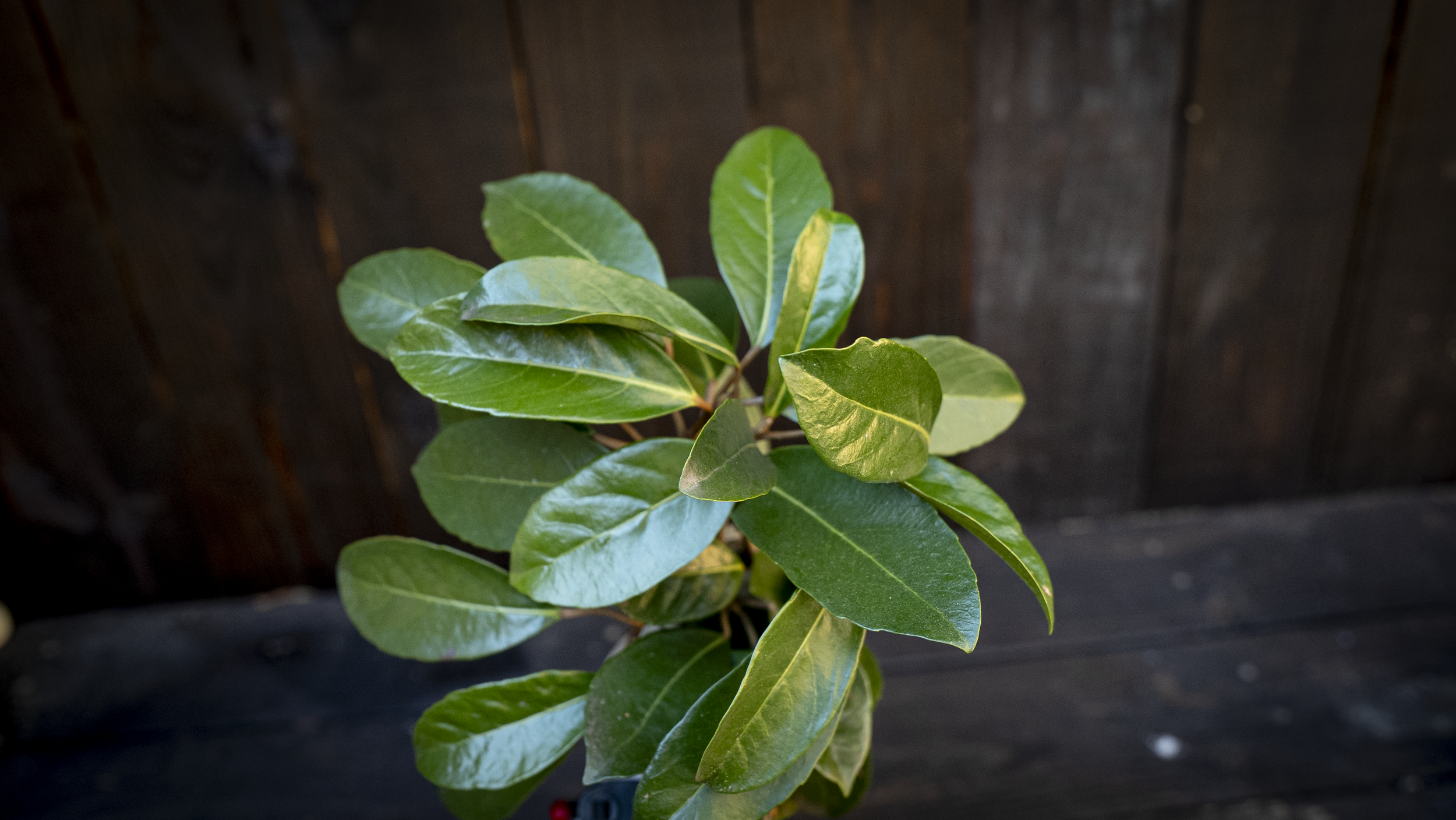 Prunus caroliniana (Carolina Cherry Laurel)