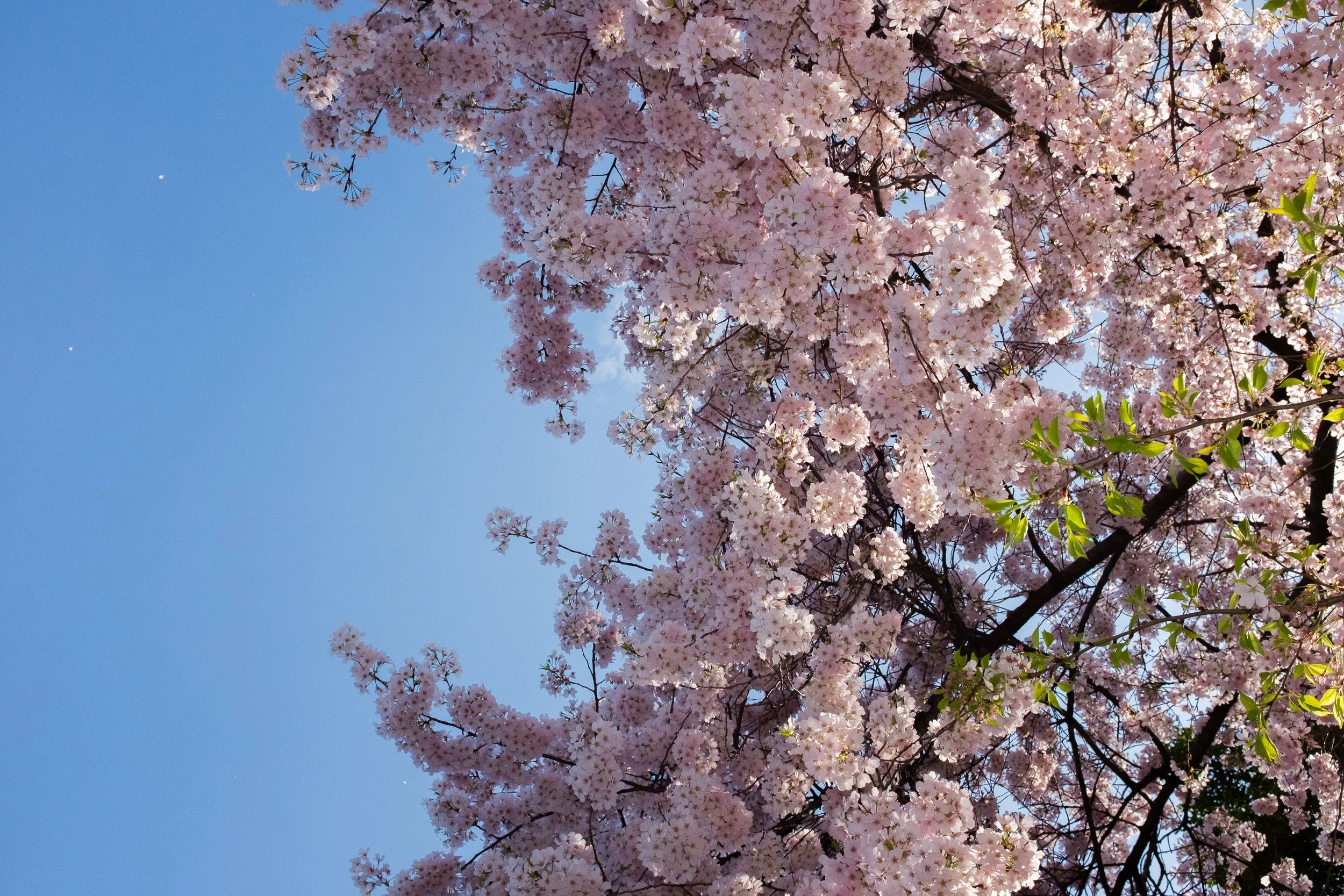 DSCF5258.jpg
