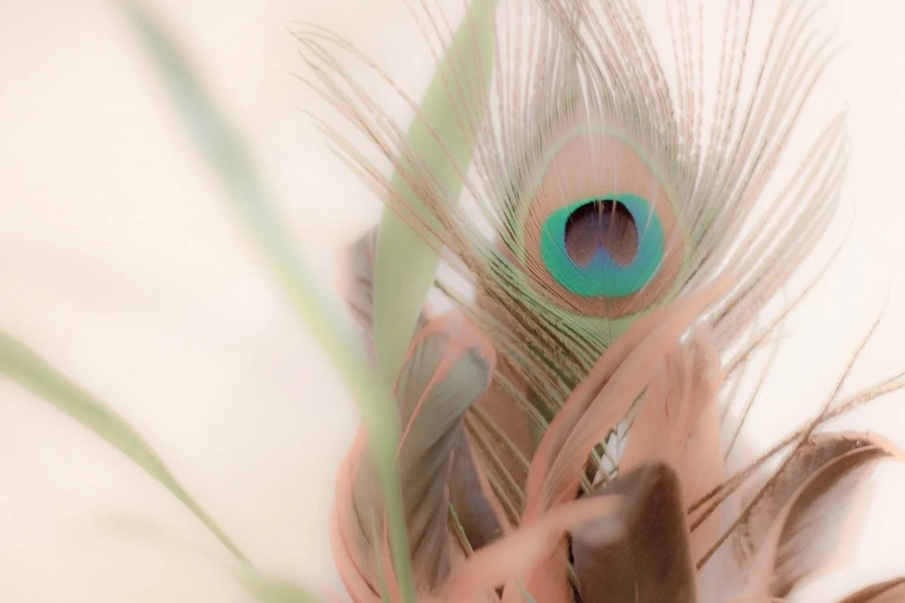 Photography allows me to capture the beauty of ordinary, fleeting moments.

#photography #art #peacock #feather #artist