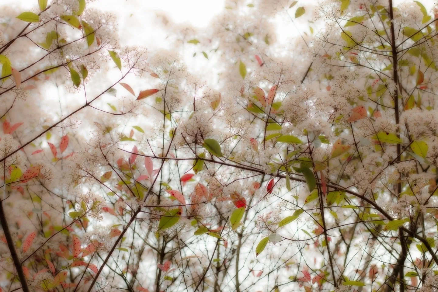 There is beauty all around us&hellip;

Remember | 11x14 Original Photograph

#photography #beauty #trees #nature #artwork