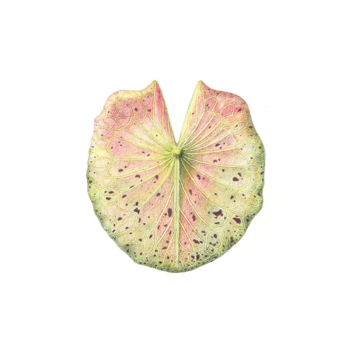 Immersed (Giclée Paper Print)