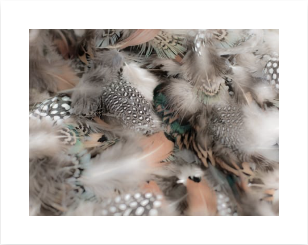 Feathers (Giclée Paper Print)