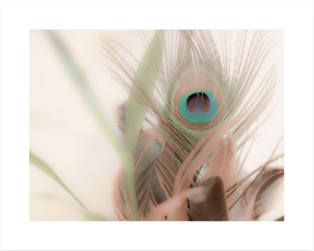 Peacock (Giclée Paper Print)