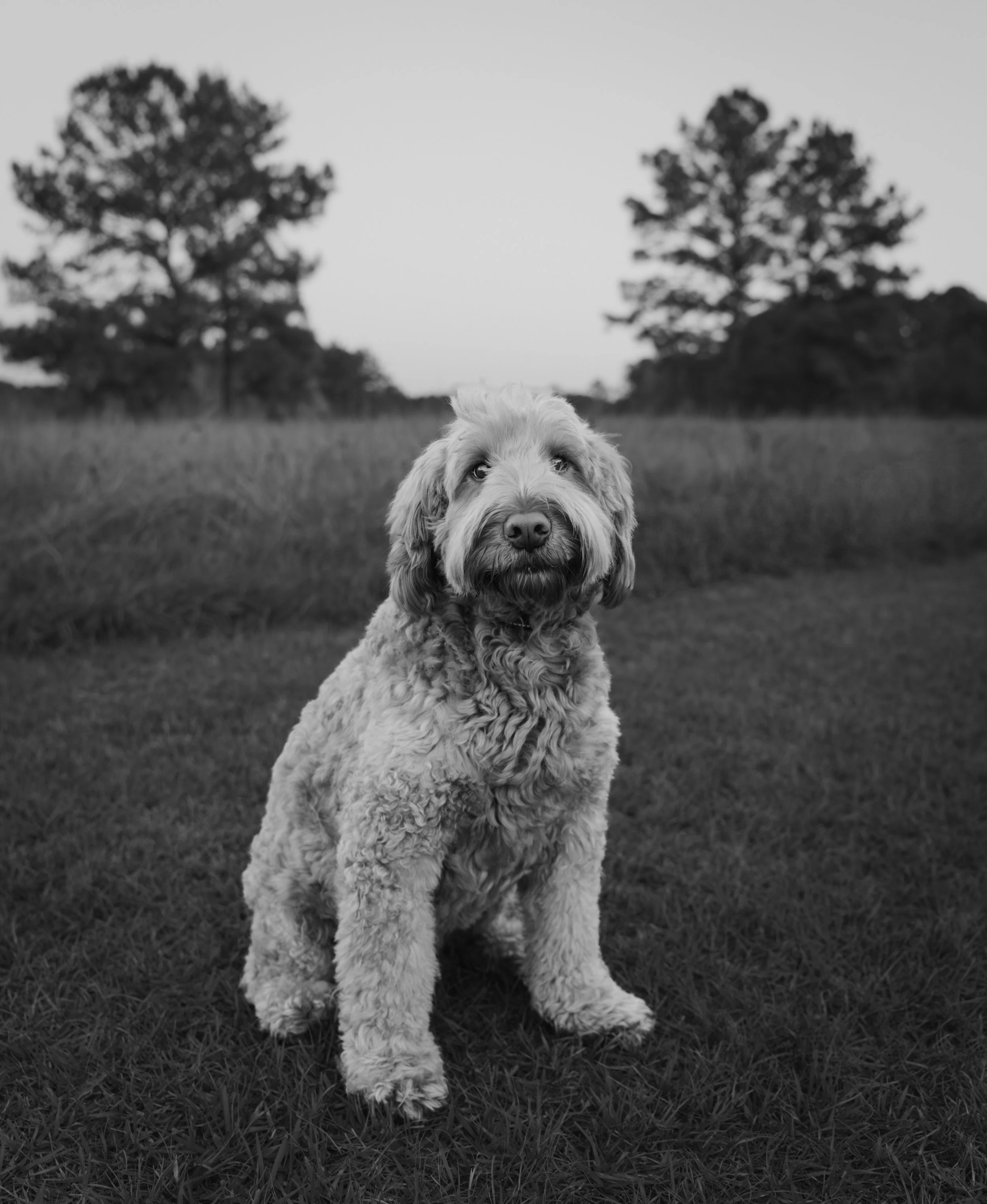 A black and white photo of a fluffy dog sitting on grass, with trees in the background.