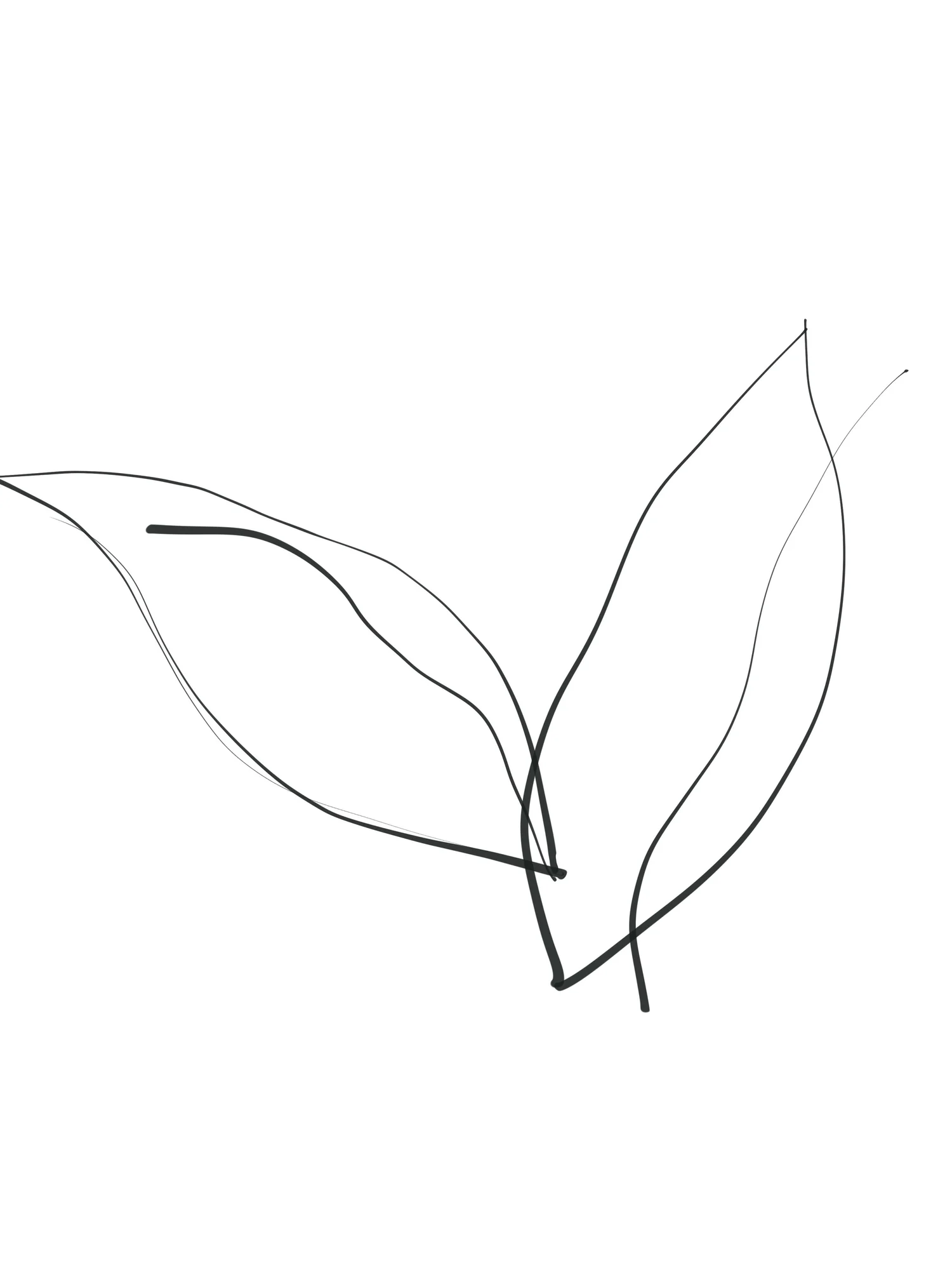 Cat Loxton - Leaf Notes Landscape Design