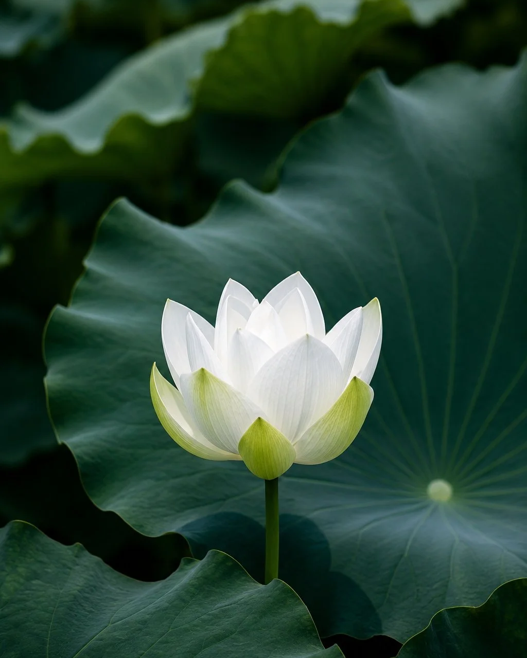 The Ganges and the Lotus: How purity exists within the mud