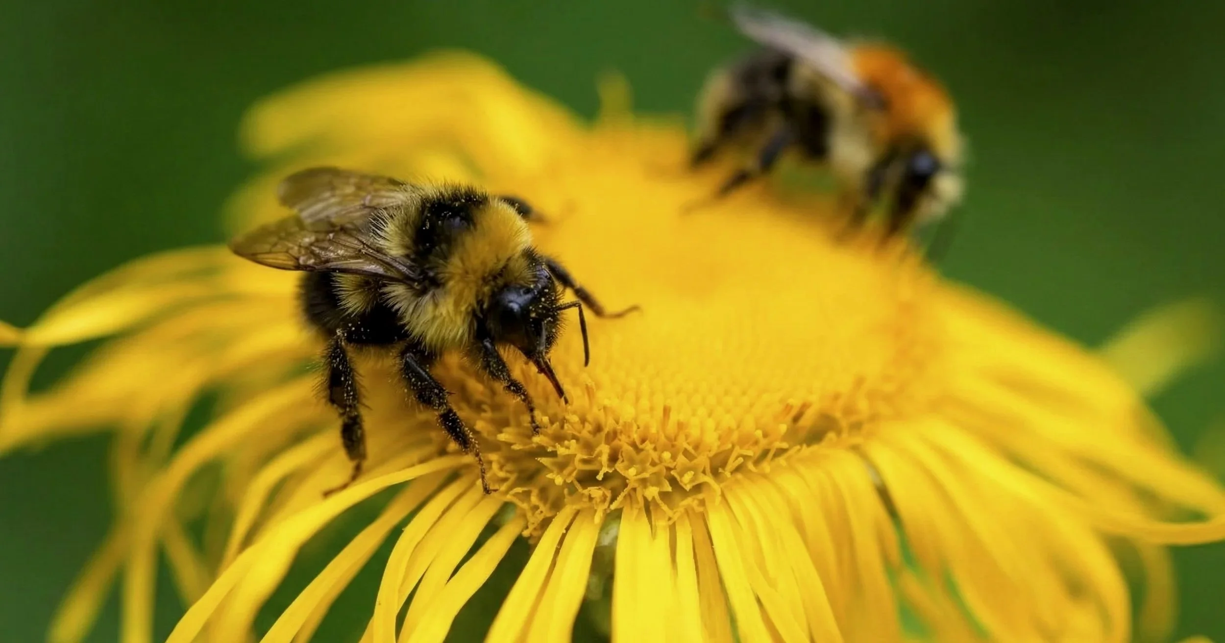 Close-up of two bees collecting pollen on a vibrant yellow flower with long, thin petals.