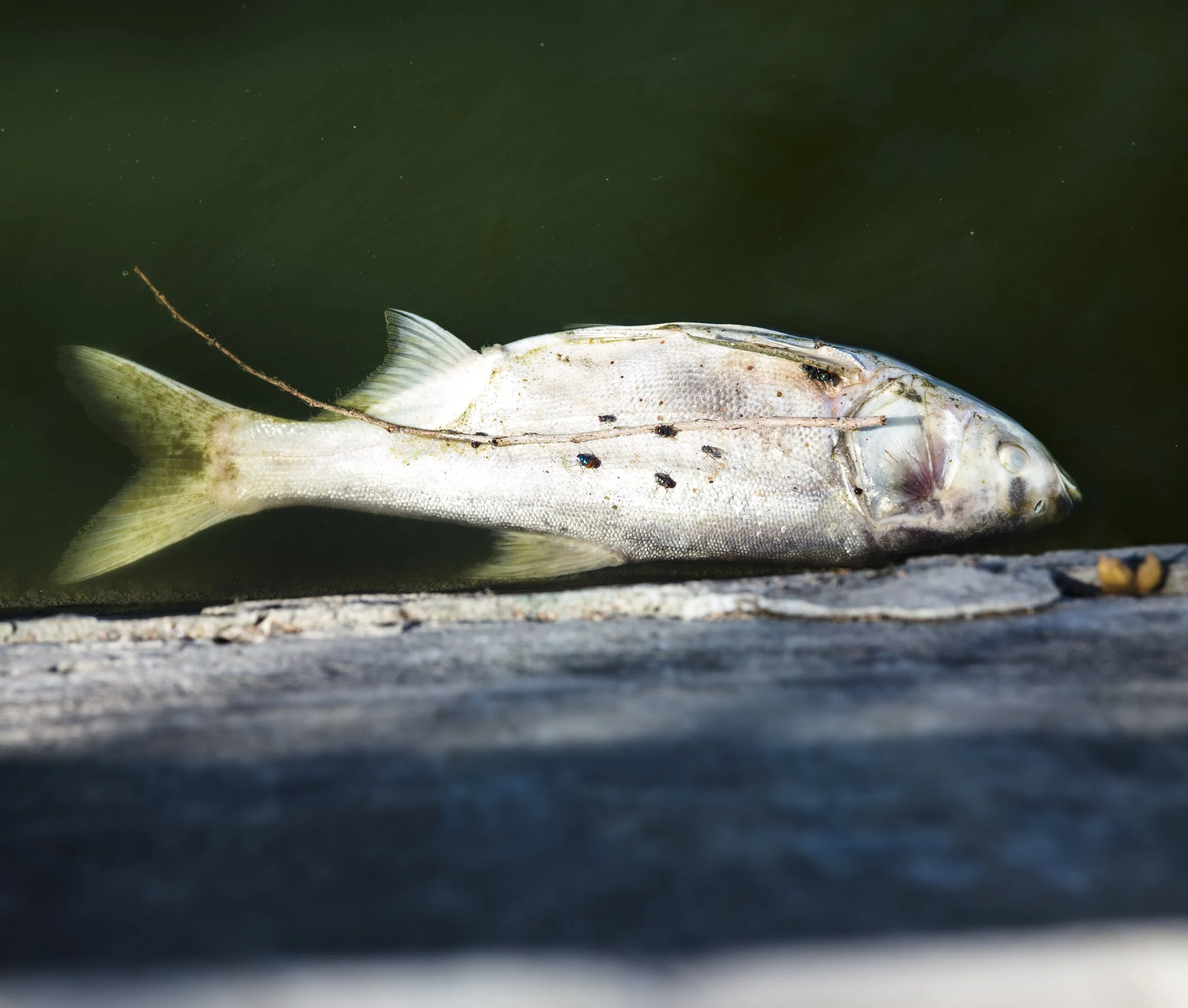 Dead fish floating in green water near a wooden dock.