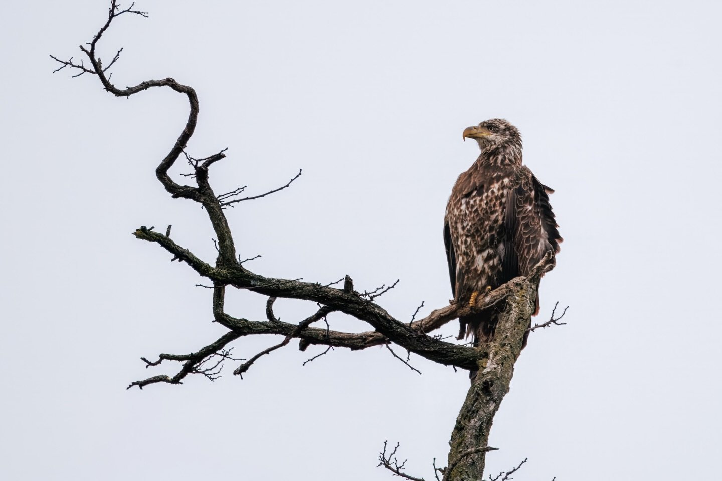 a weekend of no sports means&hellip;.time to get outside.  #wildlifephotography #birdsofinstagram #explore #natgeoyourshot #pennsylvania