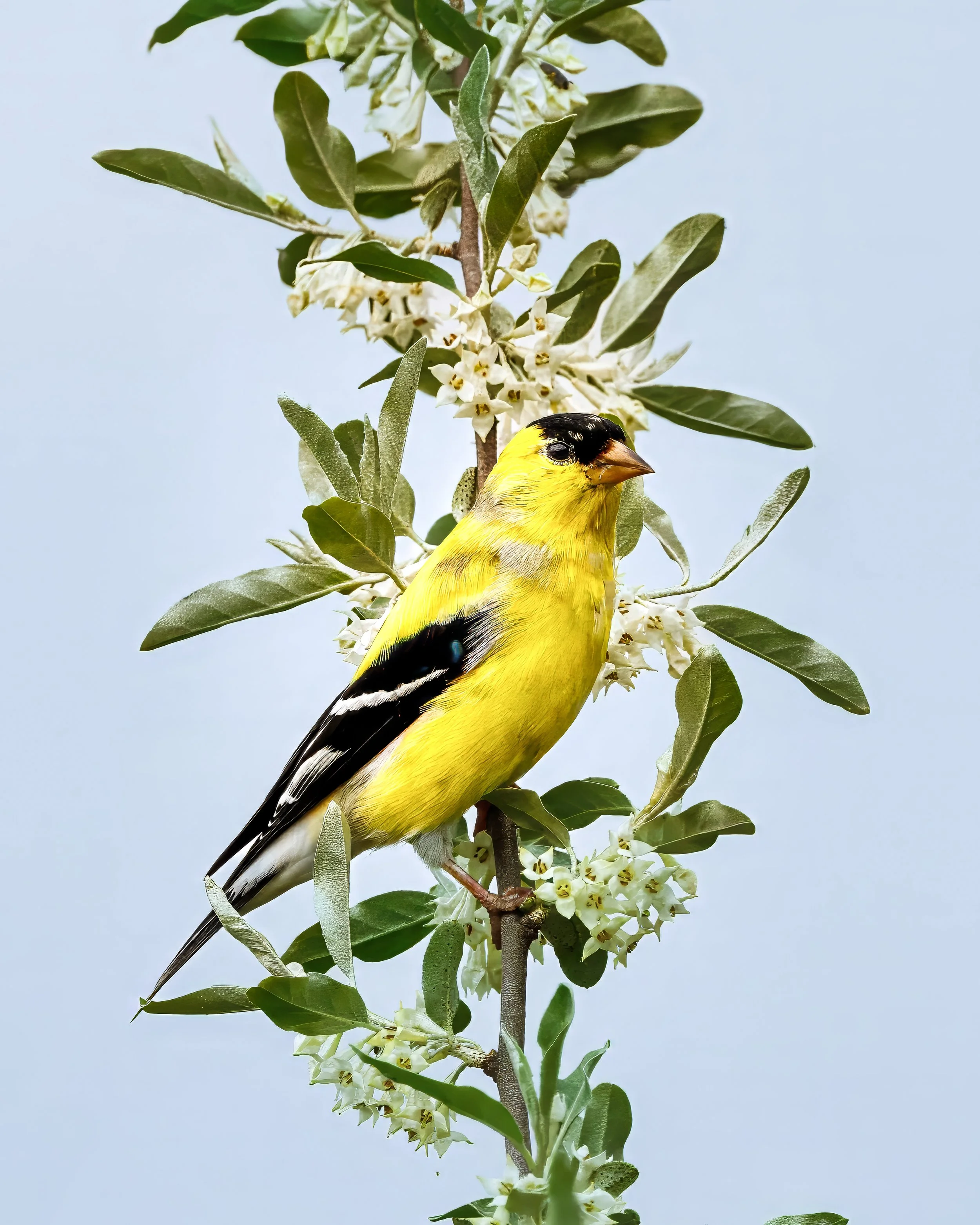 Gold Finch .jpg
