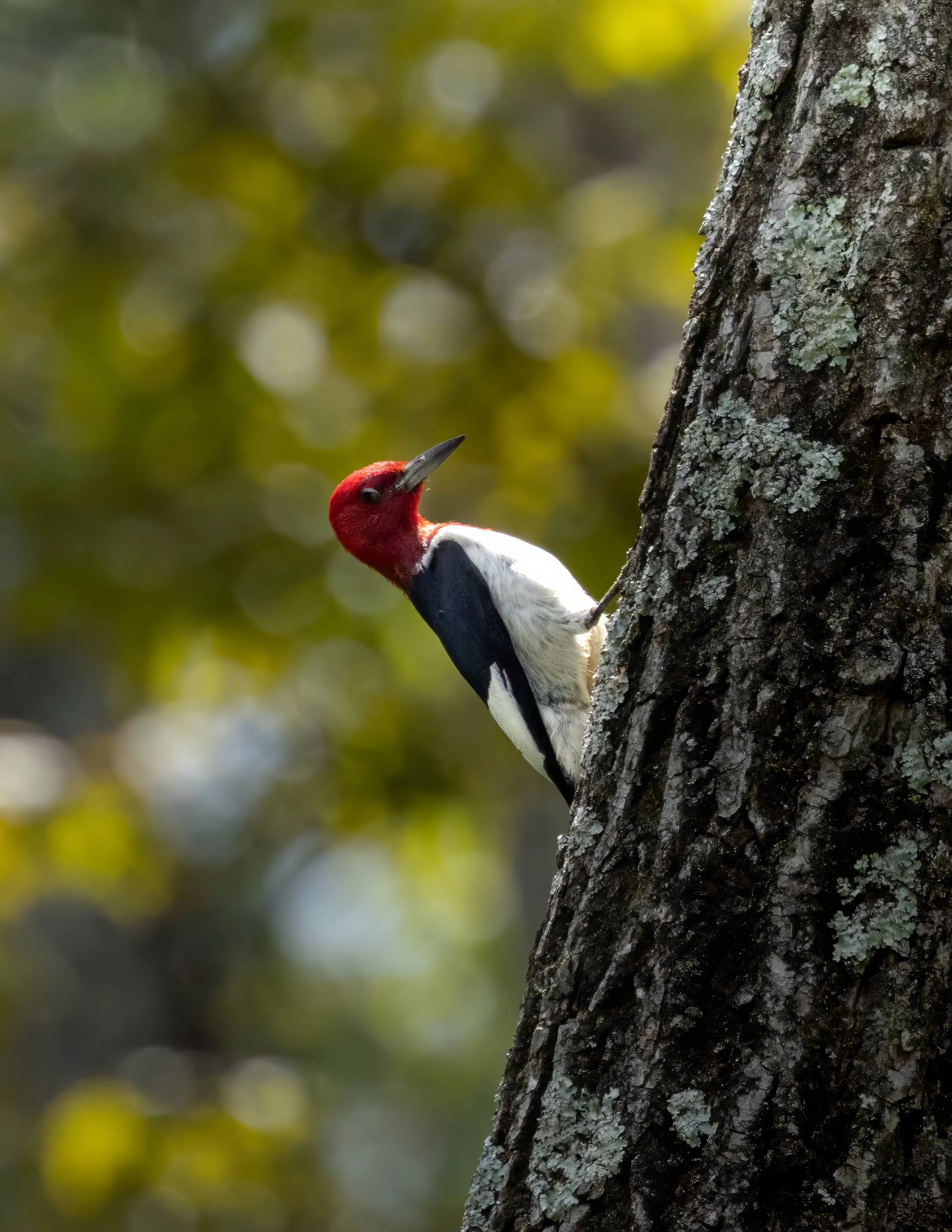 Red Headed Woodpecker .jpg