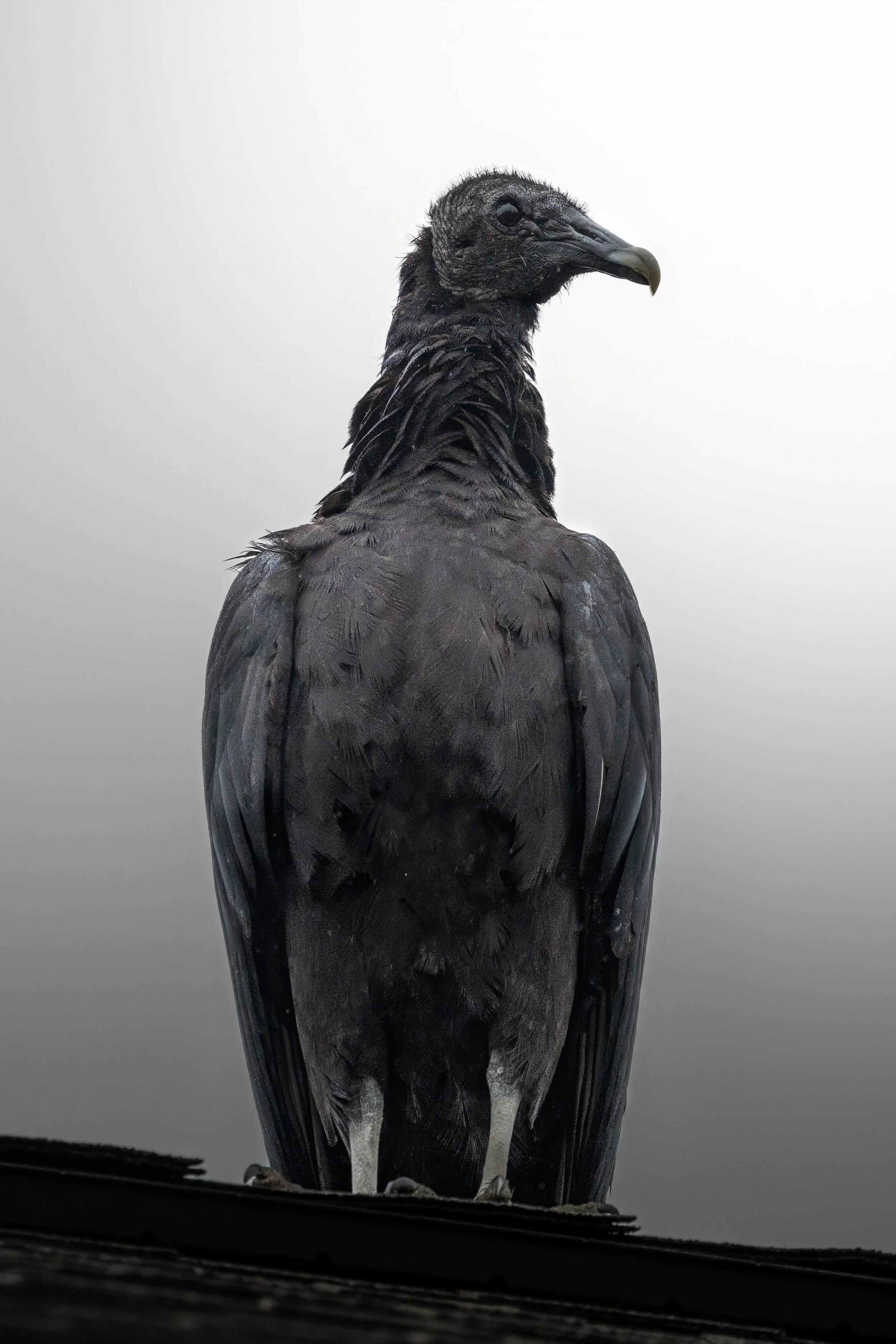 Black Vulture.jpg