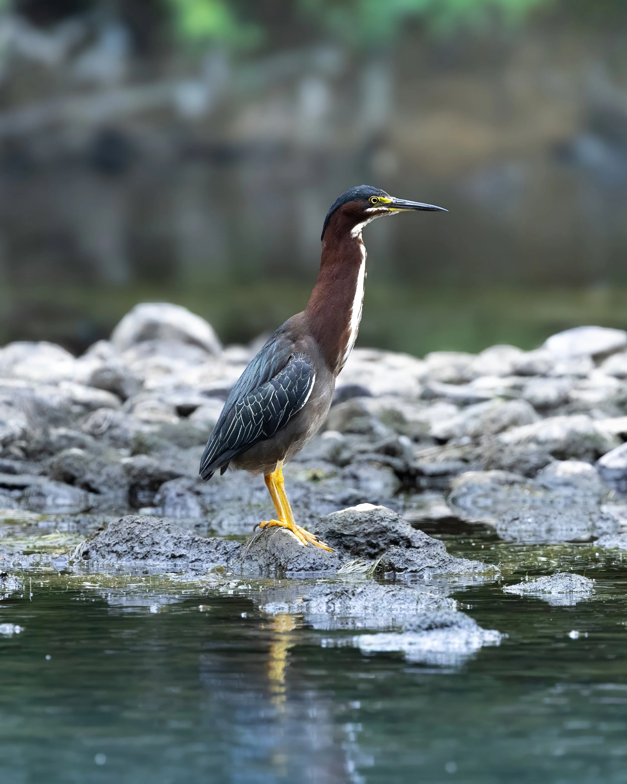 Green Heron.jpg