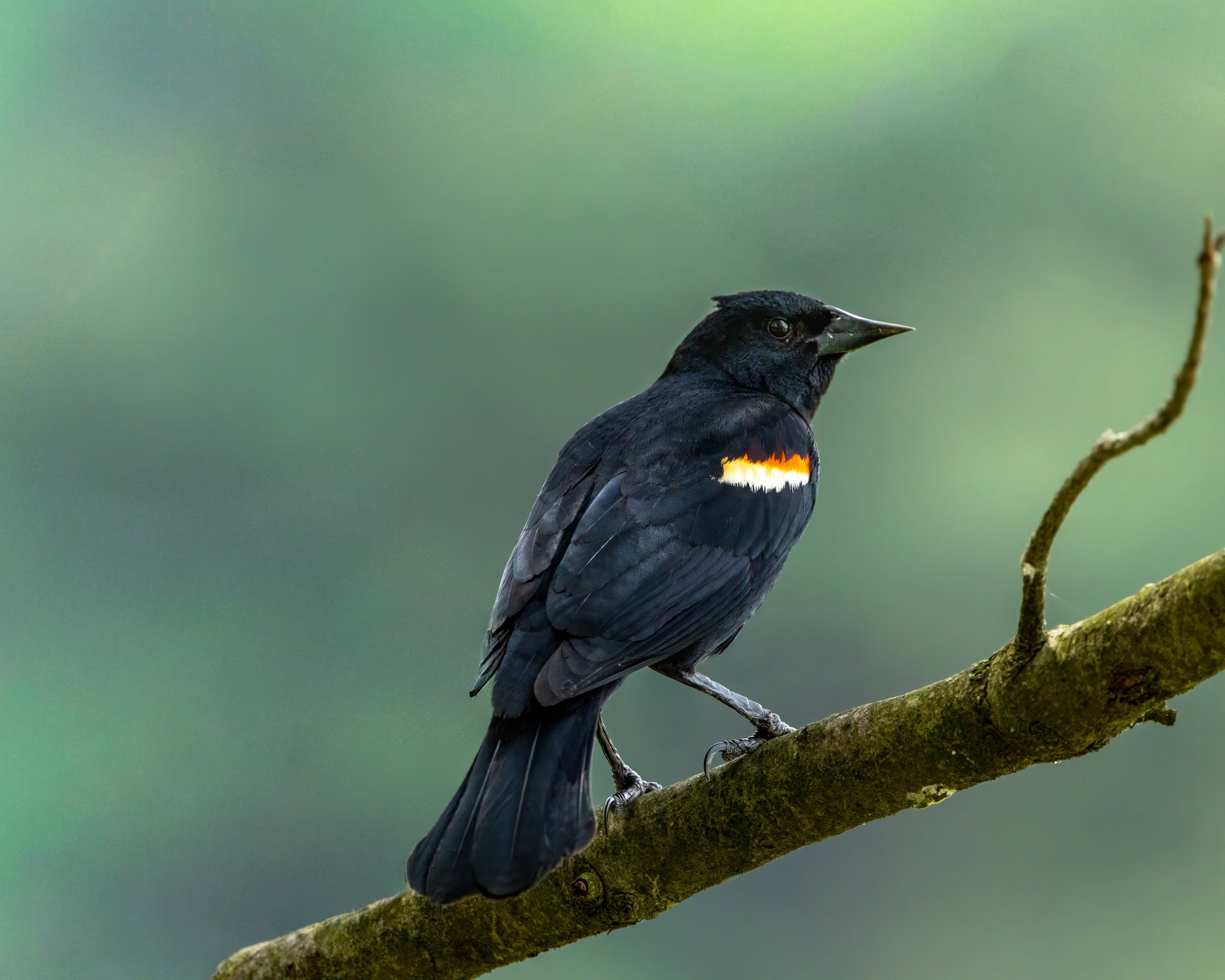 Red Winged Blackbird.jpg