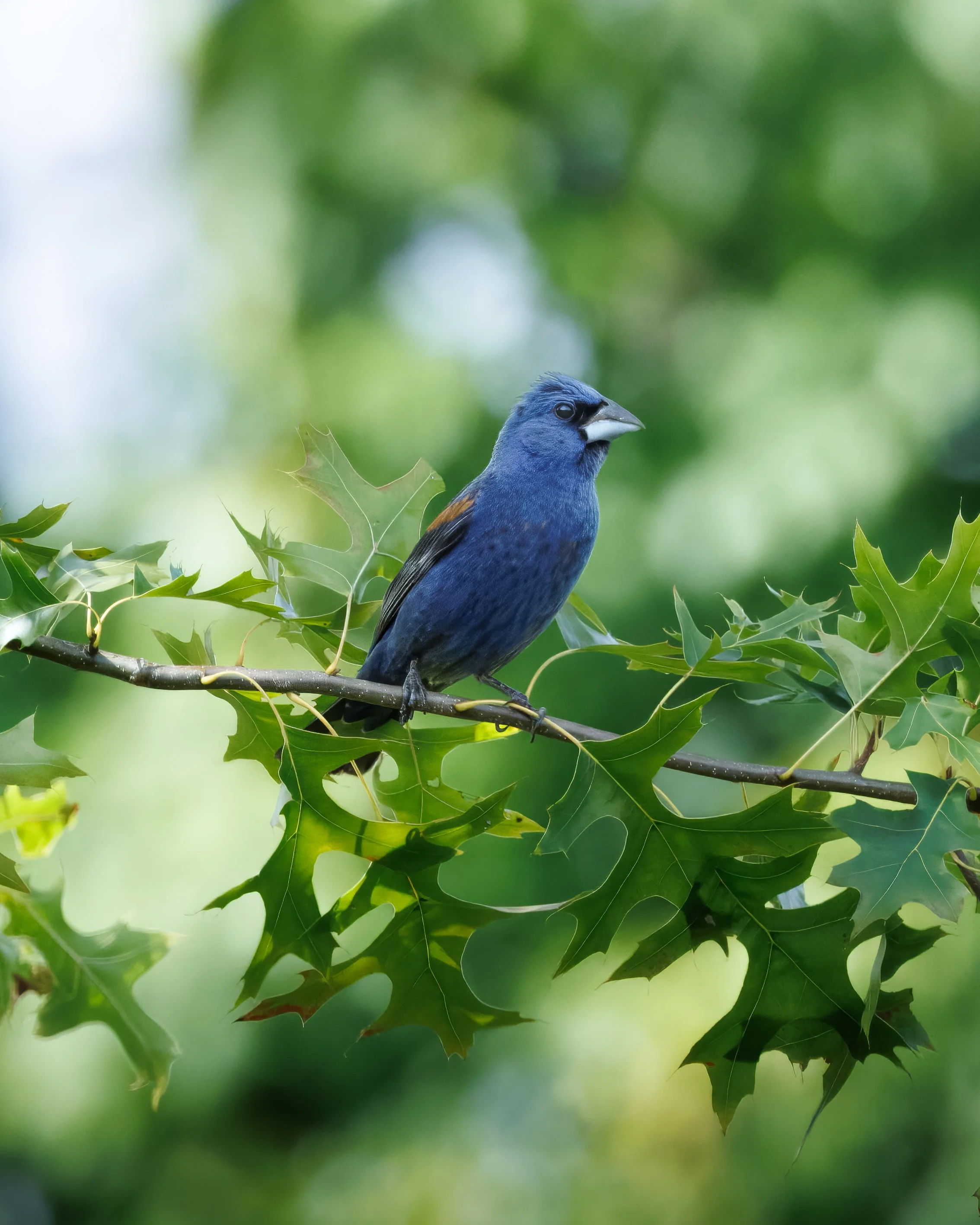 Blue Grosbeak.jpg