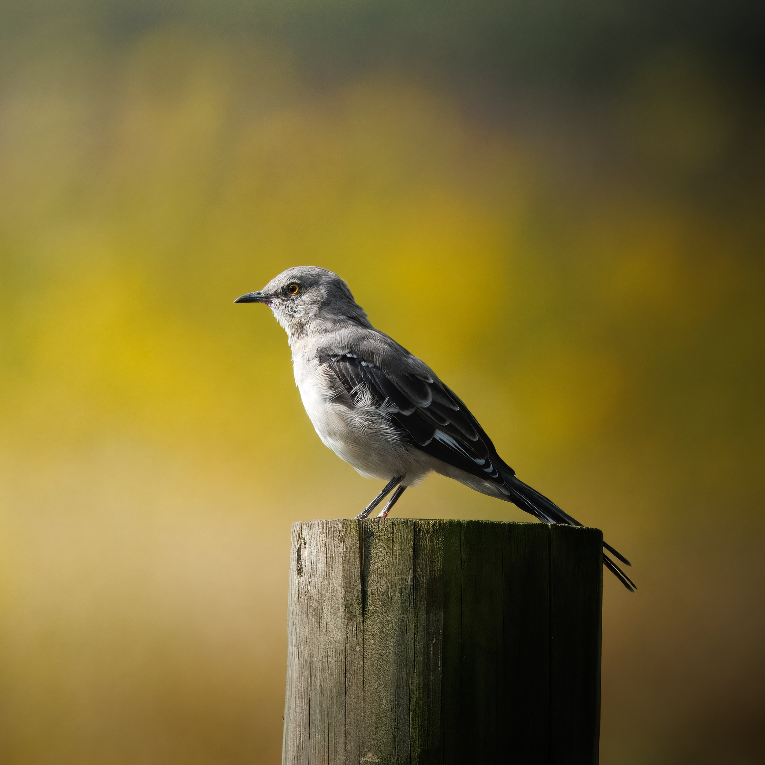 Northern Mockingbird.jpg